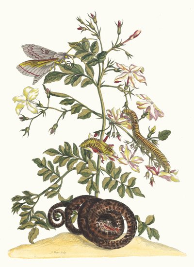 Jasminum grandiflorum. Uit het Boek Metamorphosis insectorum Surinamensium, 1705 door Maria Sibylla Merian
