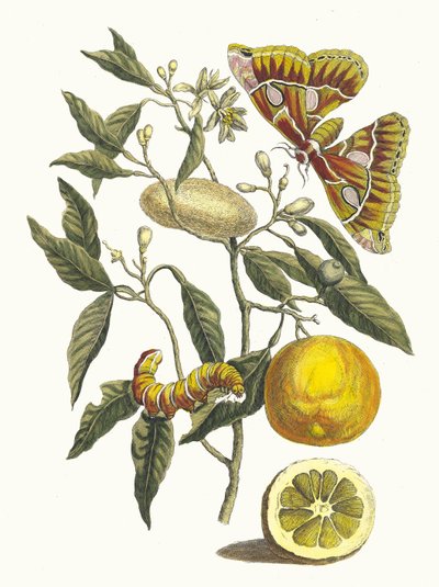 Citroen. Uit het boek Metamorphosis insectorum Surinamensium, 1705 door Maria Sibylla Merian