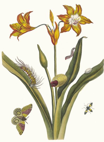 Lis Rouge. Uit het Boek Metamorphosis insectorum Surinamensium, 1705 door Maria Sibylla Merian