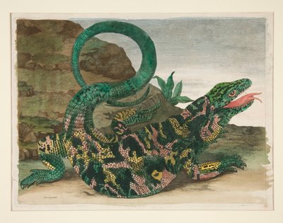 Hagedis, uit Metamorphosis Insectorum Surinamensium door Maria Sibylla Merian