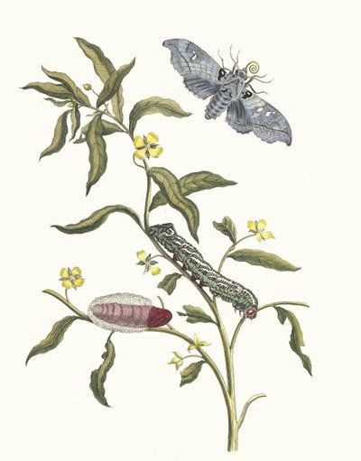 Ludwigia octovalvis. Uit het Boek Metamorphosis insectorum Surinamensium, 1705 door Maria Sibylla Merian