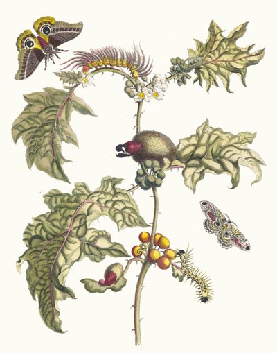 Maccai. Uit het boek Metamorphosis insectorum Surinamensium, 1705 door Maria Sibylla Merian
