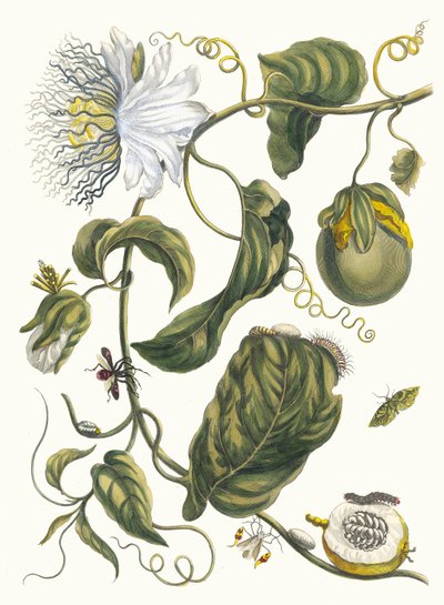 Marquiaas. Uit het boek Metamorphosis insectorum Surinamensium door Maria Sibylla Merian
