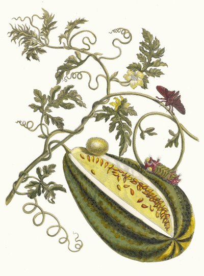 Watermeloen. Uit het boek Metamorphosis insectorum Surinamensium, 1705 door Maria Sibylla Merian