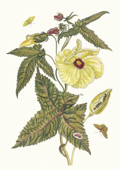 Muscus-Bloem. Uit het boek Metamorphosis insectorum Surinamensium, 1705 door Maria Sibylla Merian