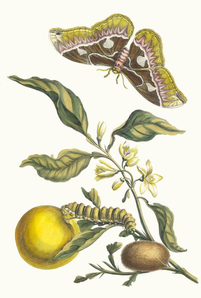 Oranger. Uit het Boek Metamorphosis insectorum Surinamensium door Maria Sibylla Merian