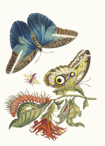 Pachystachys coccinea. Uit het Boek Metamorphosis insectorum Surinamensium door Maria Sibylla Merian