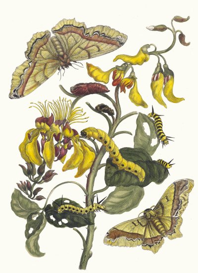 Pallisaden-boom. Uit het Boek Metamorphosis insectorum Surinamensium door Maria Sibylla Merian