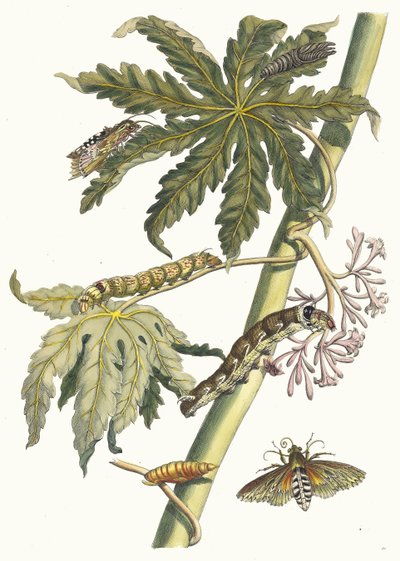 Papay. Uit het boek Metamorphosis insectorum Surinamensium, 1705 door Maria Sibylla Merian
