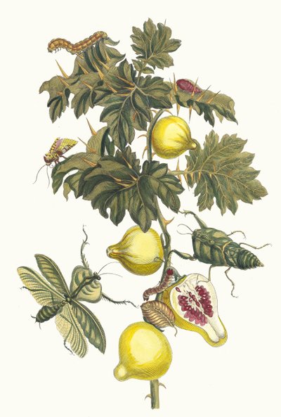 Pomme de Sodome. Uit het boek Metamorphosis insectorum Surinamensium door Maria Sibylla Merian