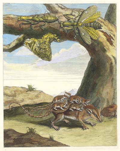 Rat de forest. Uit het boek Metamorphosis insectorum Surinamensium, 1705 door Maria Sibylla Merian