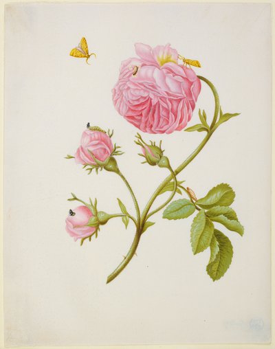  door Maria Sibylla Merian