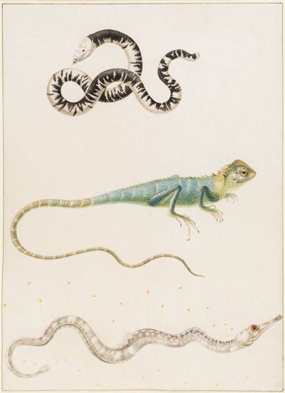 Zuid-Amerikaanse kleinkopwormhagedis, leguaan of Oost-Indische boomhagedis en zeenaald door Maria Sibylla Merian