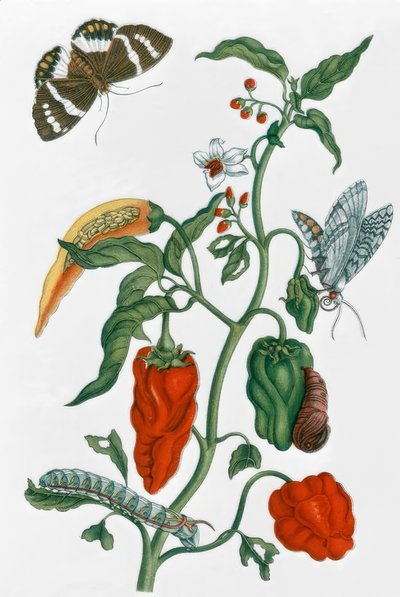 Spaanse peper door Maria Sibylla Merian