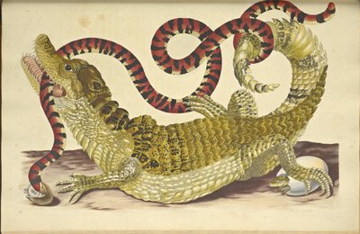 Brilkaaiman en een Valse Koraalslang door Maria Sibylla Merian