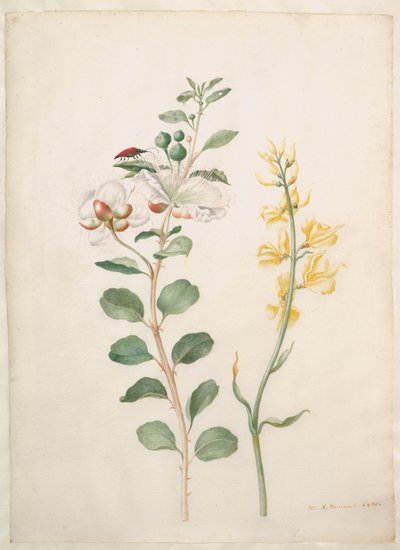  door Maria Sibylla Merian