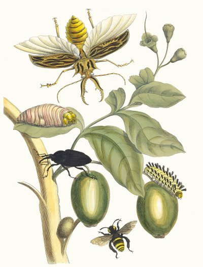 Tabrouba. Uit het boek Metamorphosis insectorum Surinamensium door Maria Sibylla Merian