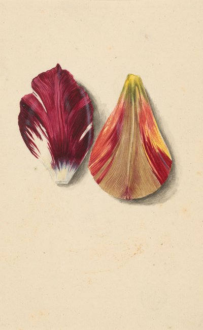 Twee tulpenbladeren door Maria Sibylla Merian