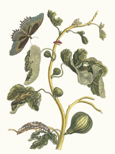 Witte guave. Uit het boek Metamorphosis insectorum Surinamensium, 1705 door Maria Sibylla Merian
