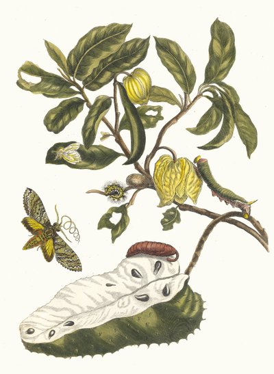 Zuursak. Uit het Boek Metamorphosis insectorum Surinamensium door Maria Sibylla Merian