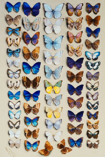 Een volle plaat met tweeënzestig vlinders in vijf kolommen, voornamelijk vertegenwoordigers van de grotere leden van de Lycaenidae door Marian Ellis Rowan