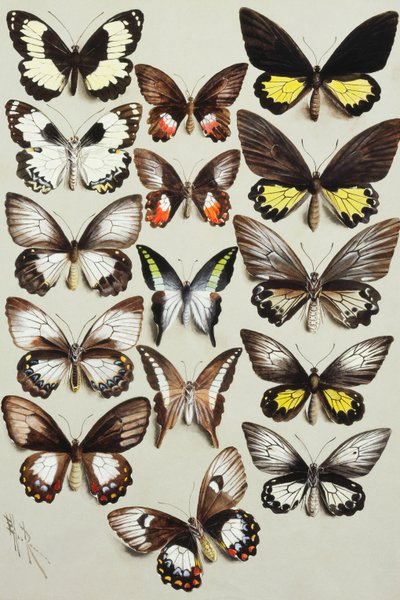 Vijftien koninginnenpages (familie Papilionidae) in drie kolommen door Marian Ellis Rowan