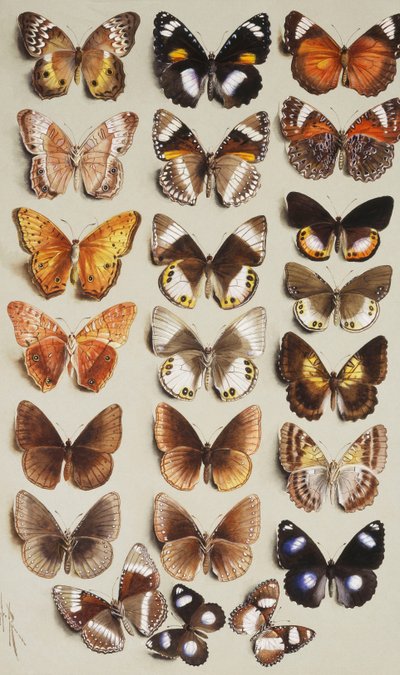 Tweeëntwintig vlinders in drie kolommen, allemaal behorend tot de familie Nymphalidae door Marian Ellis Rowan
