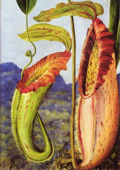Een nieuwe bekerplant uit het kalksteengebergte van Sarawak, Borneo door Marianne North