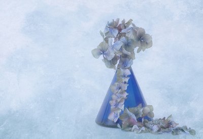 Stilleven met blauwe hortensia’s door Marie-anne Stas