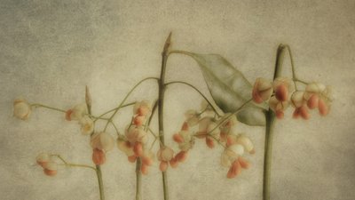 Fijne botanische stengels door Marie-anne Stas