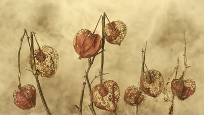 Gedroogde herfstlantaarns door Marie-anne Stas