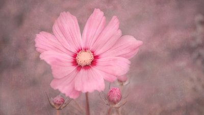 Zachtroze cosmos door Marie-anne Stas