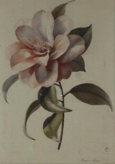 Camellia door Marie Anne
