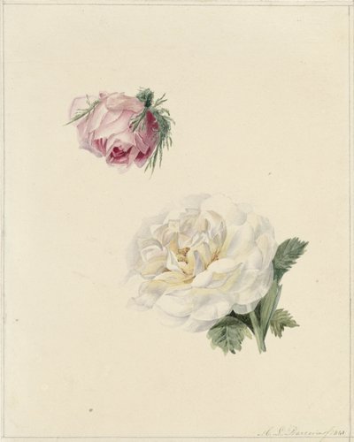 Studies van een roze en een witte roos door Marie Louise Praetorius