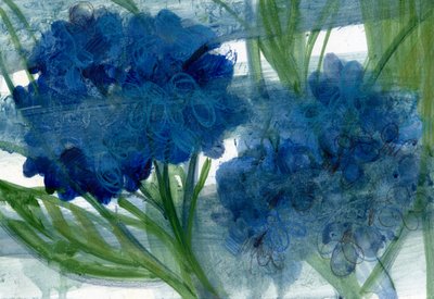 Blauwe hortensia