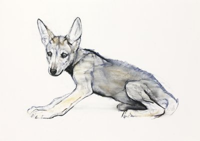 Adolescent Arabische wolfspup, 2009 door Mark Adlington