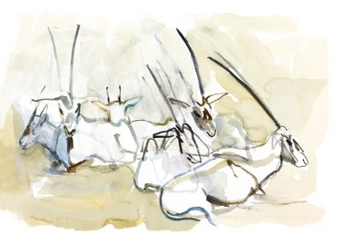 Arabische Oryx, 2010 door Mark Adlington