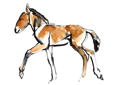 Veulen (Przewalski) door Mark Adlington