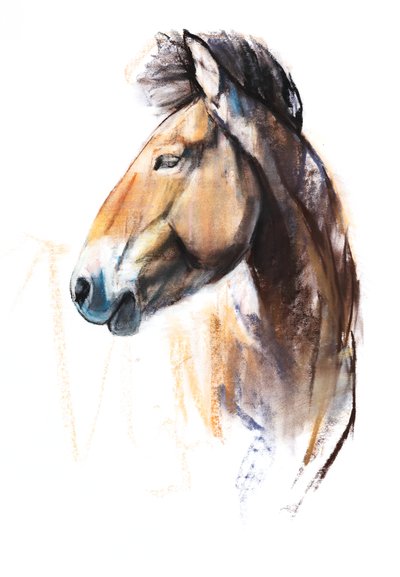 Woestijngeest (Przewalski) door Mark Adlington