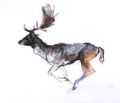 Avondbok (damhert) door Mark Adlington