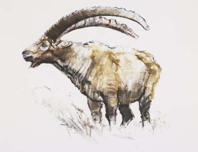 Steenbok, Noasca door Mark Adlington
