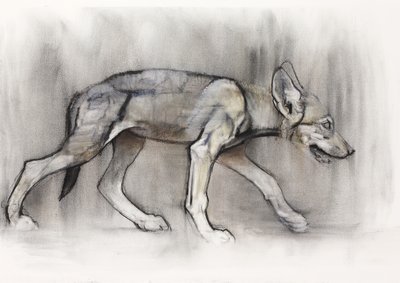 Mager Pup (Arabische Wolf), 2009 door Mark Adlington