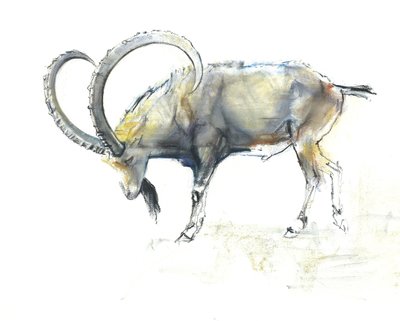 Nubische Steenbok door Mark Adlington