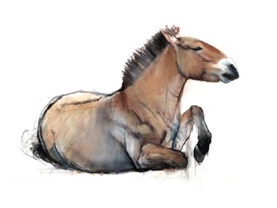 Zittende Przewalski, 2011 door Mark Adlington