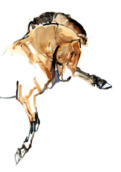 Hengst (Przewalski), 2013 door Mark Adlington