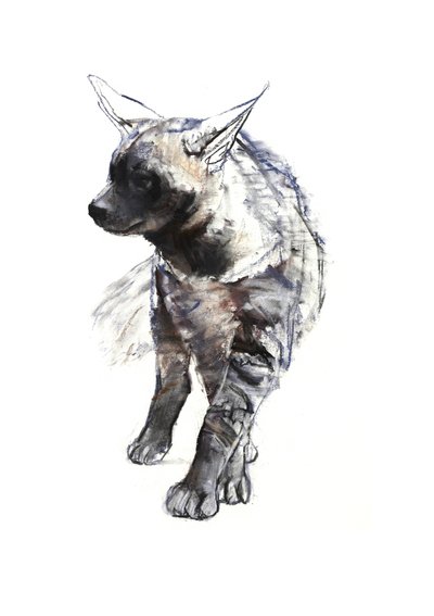 Gestreepte hyenapup, 2010 door Mark Adlington