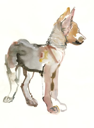 Waggle (Arabische wolfspup), 2011 door Mark Adlington