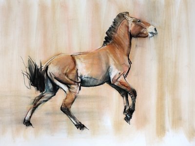 Jonge hengst (Przewalski) door Mark Adlington