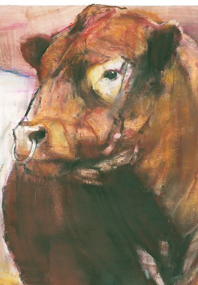 Zeus, Red Belted Galloway Stier (detail) door Mark Adlington