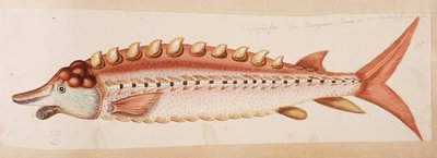 Een vis. door Mark Catesby